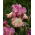 Kosaciec, Irys - Returning Rose