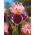 Kosaciec, Irys - Wine and Roses - GIGA paczka! - 50 szt.