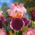 Kosaciec, Irys - Wine and Roses - GIGA paczka! - 50 szt.