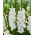 Mieczyk Essential - 5 szt.