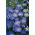 Czubatka ubiorkolistna - Blue Splendour