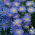Czubatka ubiorkolistna - Blue Splendour