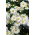 Czubatka ubiorkolistna - White Splendour