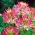 Kleome - Rose Queen