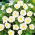 Powój trójbarwny - White Ensign - biały
