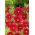 Onętek, Kosmos wielkokwiatowy Tetra Versailles - red