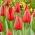 Tulipan Spot On - 5 szt.