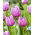 Tulipan Dancing Passion - 5 szt.