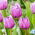 Tulipan Dancing Passion - 5 szt.