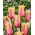 Tulipan Flaming Memory - 5 szt.
