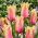 Tulipan Flaming Memory - duża paczka! - 50 szt.