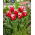 Tulipan New Santa - duża paczka! - 50 szt.