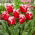 Tulipan New Santa - duża paczka! - 50 szt.