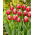 Tulipan One Love - duża paczka! - 50 szt.