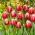 Tulipan One Love - GIGA paczka! - 250 szt.