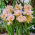 Tulipan Password - 5 szt.