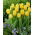 Tulipan Sunny Time - 5 szt.