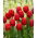 Tulipan Surrender - 5 szt.