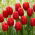 Tulipan Surrender - 5 szt.