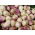 Rzepa pastewna Marco - 500 g