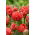 Tulipan Toronto Double - GIGA paczka! - 250 szt.