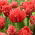 Tulipan Toronto Double - GIGA paczka! - 250 szt.