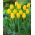 Tulipan Conqueror - GIGA paczka! - 250 szt.