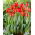 Tulipan Crystal Beauty - 5 szt.