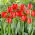 Tulipan Crystal Beauty - GIGA paczka! - 250 szt.