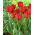 Tulipan Darwidesign - GIGA paczka! - 250 szt.
