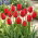 Tulipan Darwidesign - GIGA paczka! - 250 szt.