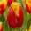 Tulipan Davenport - 5 szt.