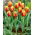 Tulipan Davenport - duża paczka! - 50 szt.