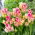 Tulipan Dream Club - 5 szt.