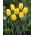 Tulipan Easter Moon - 5 szt.