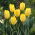 Tulipan Easter Moon - 5 szt.