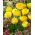 Tulipan Exotic Sun - 5 szt.