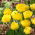 Tulipan Exotic Sun - 5 szt.