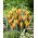 Tulipan Firework - GIGA paczka! - 250 szt.