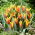 Tulipan Firework - GIGA paczka! - 250 szt.