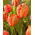 Tulipan Flower Power - 5 szt.