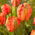 Tulipan Flower Power - 5 szt.