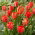 Tulipan Flower Power - 5 szt.
