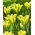 Tulipan Formosa - duża paczka! - 50 szt.