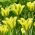 Tulipan Formosa - 5 szt.