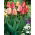 Tulipan Gudoshnik - 5 szt.