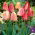 Tulipan Gudoshnik - 5 szt.