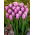 Tulipan Holland Beauty - 5 szt.