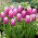 Tulipan Holland Beauty - GIGA paczka! - 250 szt.