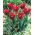 Tulipan Hollywood Star - 5 szt.